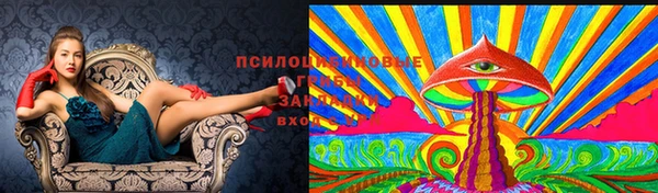 стаф Калининец
